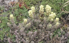 Castilleja mollis
