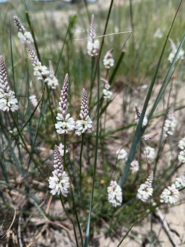 white milkwort from Theodore Roosevelt National Park, Billings County ...