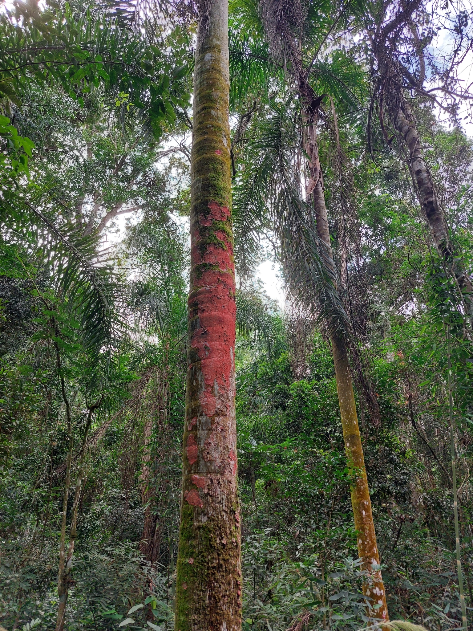 Syagrus romanzoffiana