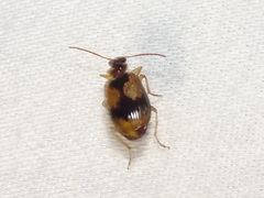 Lebia fuscata