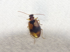 Lebia fuscata