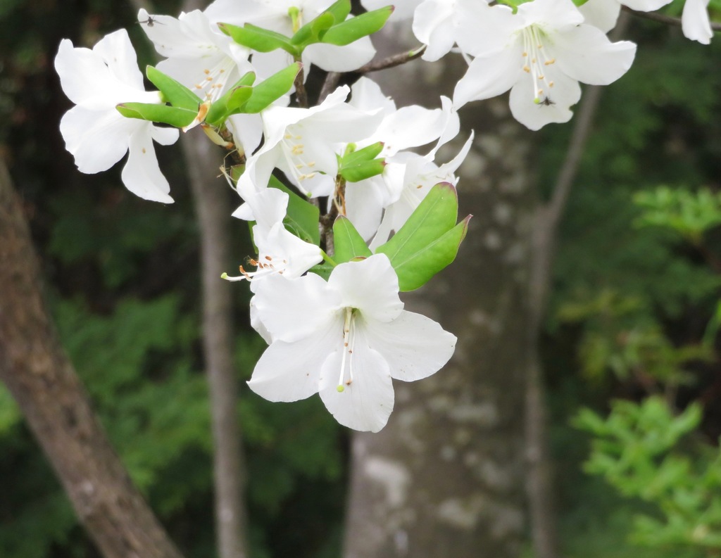 Đỗ quyên năm lá – Rhododendron quinquefolium
