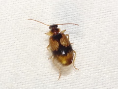 Lebia fuscata
