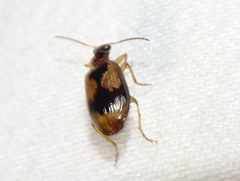Lebia fuscata