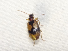 Lebia fuscata