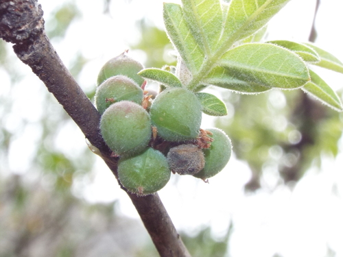 Bursera ariensis (Kunth) McVaugh & Rzed.