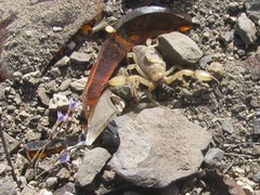 Anuroctonus phaiodactylus