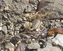 Anuroctonus phaiodactylus