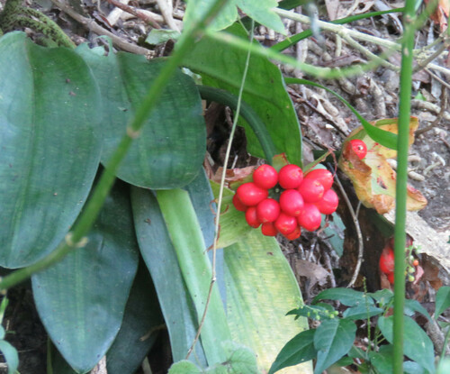 Scadoxus membranaceus, photograph 6