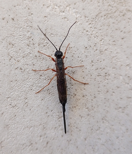 Pale-hipped Woodwasp
