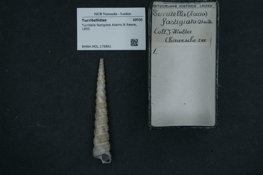 Turritella fastigiata