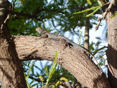 Sceloporus clarkii