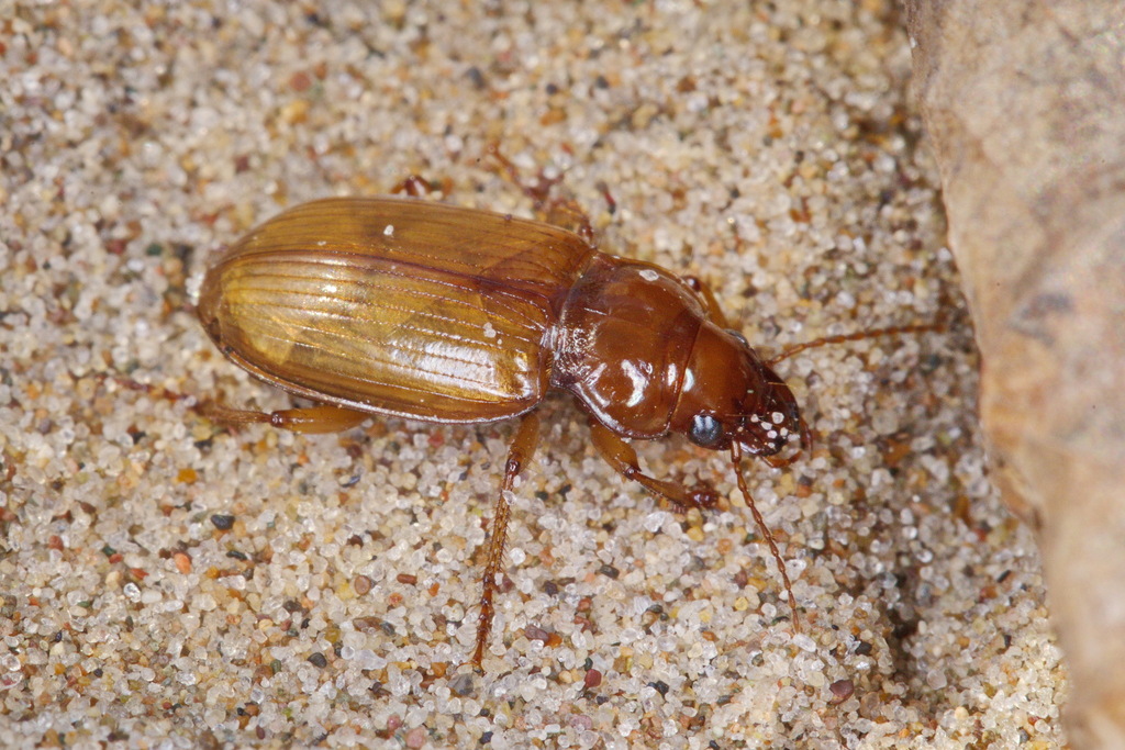 Amara subplanata