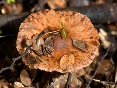 Cortinarius cuphomorphus