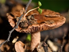 Cortinarius cuphomorphus
