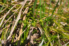 Cruciata glabra krylovii