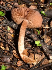 Cortinarius cuphomorphus