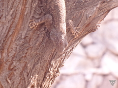 Sceloporus clarkii