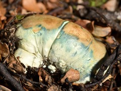 Rossbeevera pachydermis