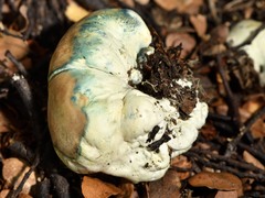 Rossbeevera pachydermis