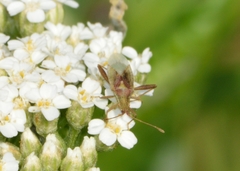 Harmostes reflexulus