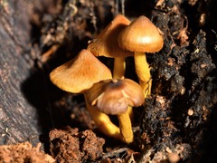 Cortinarius castaneodiscus