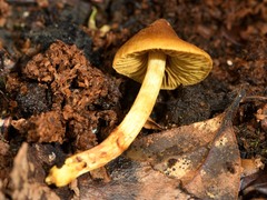 Cortinarius castaneodiscus