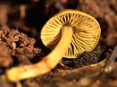 Cortinarius castaneodiscus