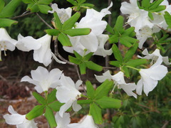 Rhododendron quinquefolium