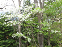 Rhododendron quinquefolium