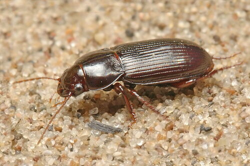 Amara crenata