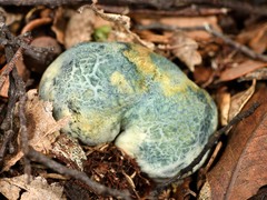 Rossbeevera pachydermis