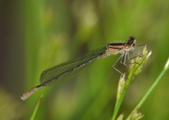 Enallagma aspersum