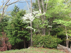 Rhododendron quinquefolium