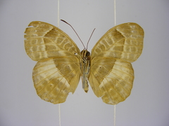 Euriphene goniogramma