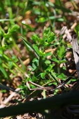Cruciata glabra krylovii