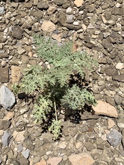 Hedosyne ambrosiifolia