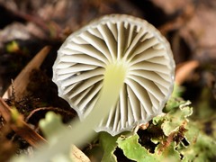 Mycena subviscosa