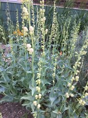 Penstemon cyaneus