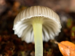 Mycena subviscosa