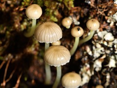 Mycena subviscosa