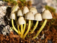 Mycena subviscosa