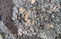 Lecanora pseudistera