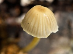 Mycena subviscosa
