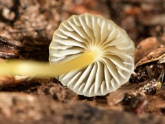Mycena subviscosa