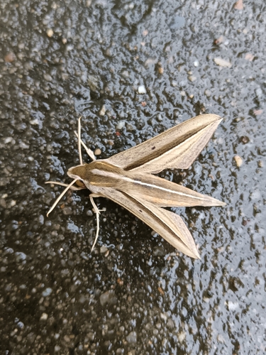 Brown-Banded Hunter Hawkmoth