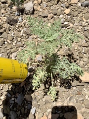 Hedosyne ambrosiifolia