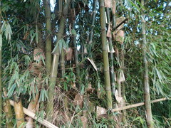 Gigantochloa verticillata, photograph (c) Ganjar Cahyadi, some rights reserved (CC BY)