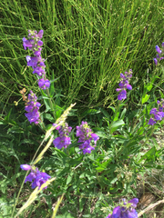 Penstemon cyaneus
