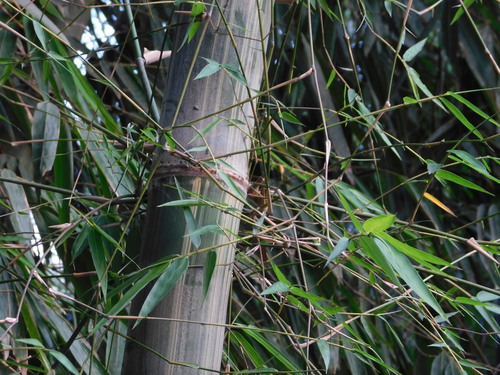 Gigantochloa verticillata, photograph 3